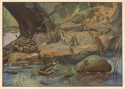Frogs by Paul Flanderky, 1910 — digital art print download