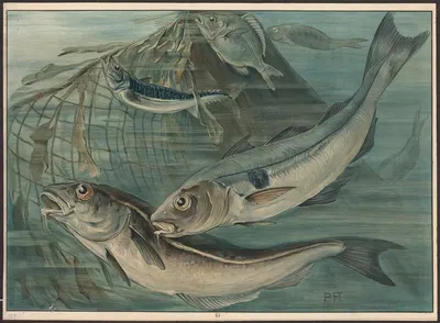 Haddock, mackerel, and bream by Paul Flanderky, 1913 — digital art print download