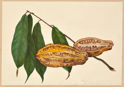 Theobroma Cacao by Dorothea Eliza Smith, 1850-1853 — digital art print download