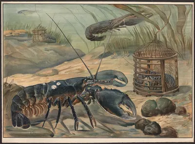 Lobster by Paul Flanderky, 1913 — digital art print download