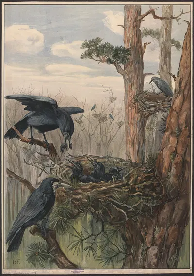 Rook by Paul Flanderky, 1909 — digital art print download