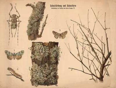 Schutsfärbund und Schutsform. Nachahmung von Flechten und dürren Zweigen by Paul Flanderky, 1900 — digital art print download