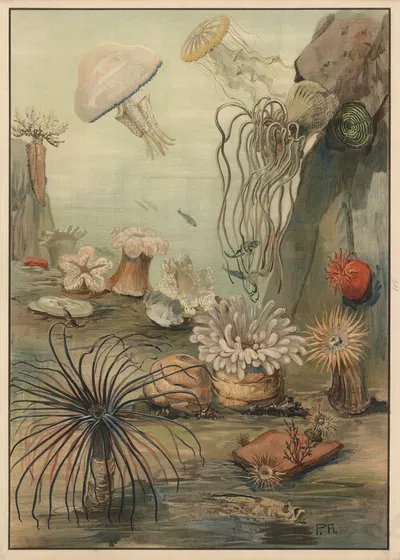 Sea anemones by Paul Flanderky, 1911 — digital art print download