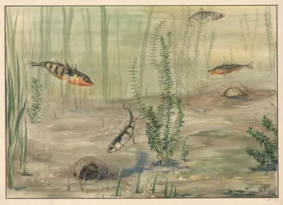 Three-spined stickleback by Paul Flanderky, 1913 — digital art print download