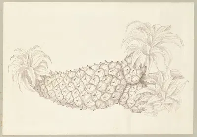 Pineapple by Dorothea Eliza Smith, 1850-1853 — digital art print download