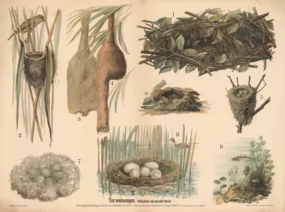 Tierwohnungen. Geflochtene und gewebte Nester by Paul Flanderky, 1900 — digital art print download