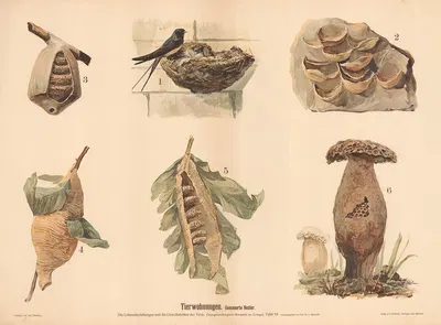 Tierwohnungen. Gemauerte Nester. Die Lebensbeziehungen und Gewohnheiten der Tiere. by Paul Flanderky, 1900 — digital art…