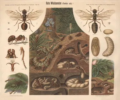 Red Wood Ant by Albert Kull — digital art print download