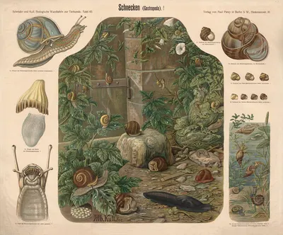 Snails by Albert Kull — digital art print download