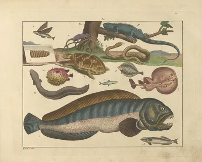 Kupfer-Sammlung besonders zu funke Naturgeschichte und Technologie Pl.09 by Schulbuchhandlung, 1850 — digital art print…