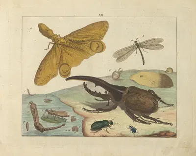Kupfer-Sammlung besonders zu funke Naturgeschichte und Technologie Pl.11 by Schulbuchhandlung, 1850 — digital art print…