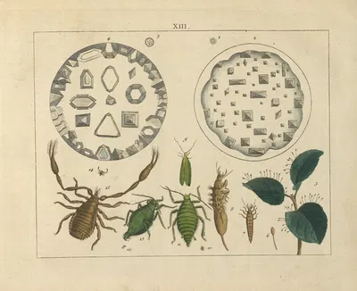 Kupfer-Sammlung besonders zu funke Naturgeschichte und Technologie Pl.12 by Schulbuchhandlung, 1850 — digital art print…