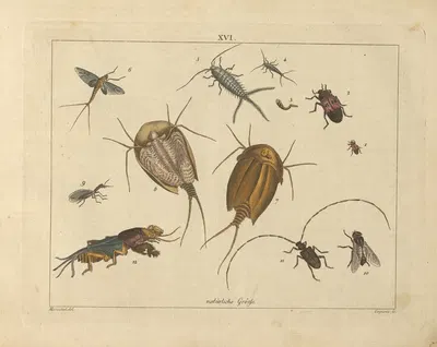 Kupfer-Sammlung besonders zu funke Naturgeschichte und Technologie Pl.15 by Schulbuchhandlung, 1850 — digital art print…