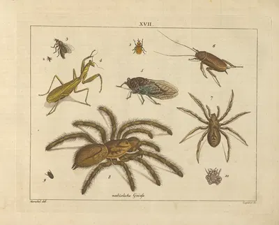 Kupfer-Sammlung besonders zu funke Naturgeschichte und Technologie Pl.16 by Schulbuchhandlung, 1850 — digital art print…