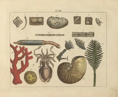 Kupfer-Sammlung besonders zu funke Naturgeschichte und Technologie Pl.17 by Schulbuchhandlung, 1850 — digital art print…