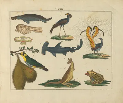 Kupfer-Sammlung besonders zu funke Naturgeschichte und Technologie Pl.23 by Schulbuchhandlung, 1850 — digital art print…