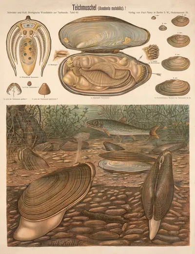 Mussel by Albert Kull — digital art print download