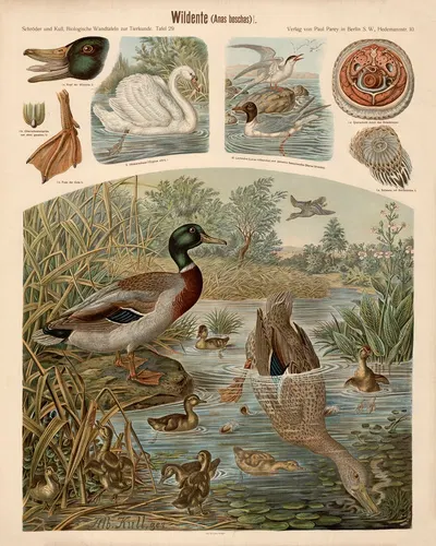 Wild duck by Albert Kull — digital art print download