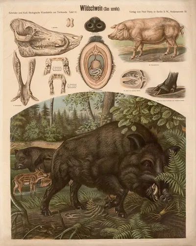 Wild boar by Albert Kull — digital art print download