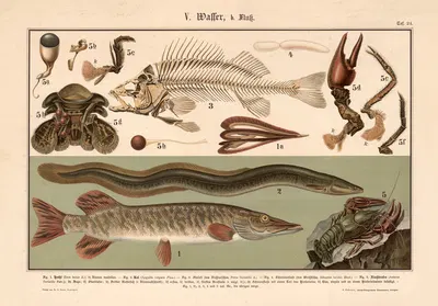 Pike, Eel, Skeleton of the perch, Crayfish by Adolph Rupp, 1911 — digital art print download