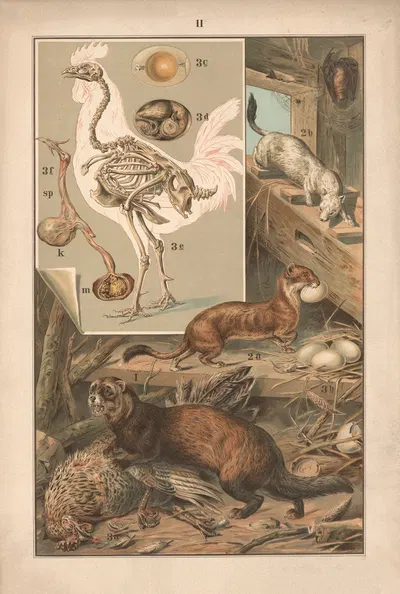Ferret, Weasel, Chicken by Albert Kull, 1911 — digital art print download