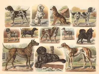Dogs by Albert Kull, 1900 — digital art print download