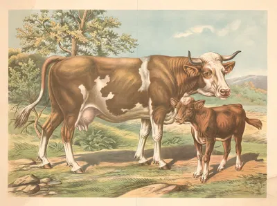 Cow by Albert Kull, 1900 — digital art print download