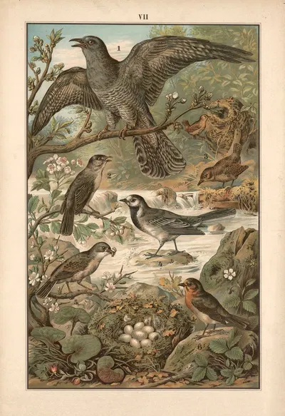 Cuckoo, wren, wagtail, grass wren and redstart by Albert Kull, 1911 — digital art print download