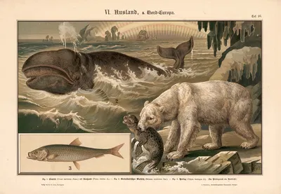 Polar bear, seal, whale, and herring. by Albert Kull, 1911 — digital art print download
