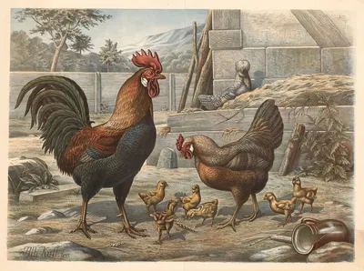 Chickens by Albert Kull, 1900 — digital art print download