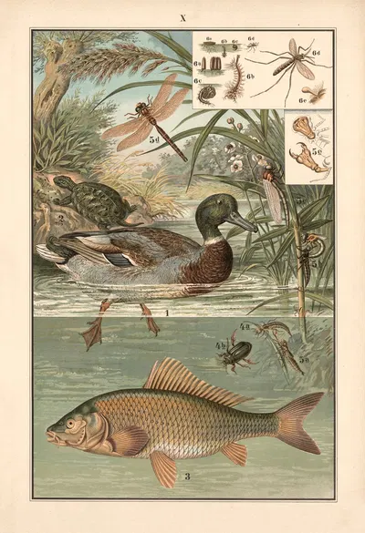 Wild duck, Pond turtle, carp, dragonfly, mosquito by Albert Kull, 1911 — digital art print download