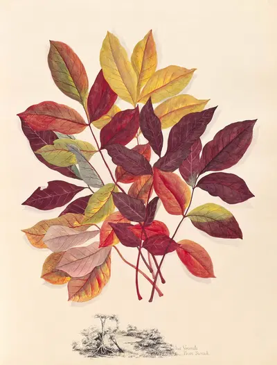 Rhus Venenata. Poison Sumach by Ellen Robbins, 1870 — digital art print download