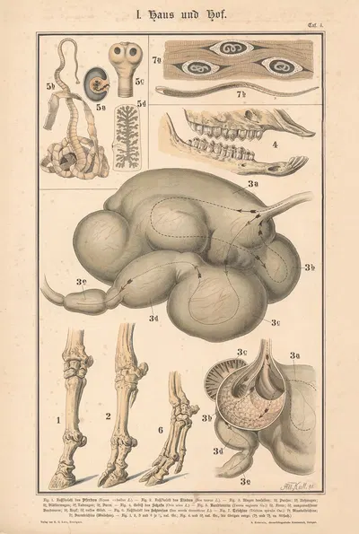 Foot skeleton of a horse, cow and pig; Stomach of a cow; Teeth of a sheep;Tapeworm; Trichinella. by Albert Kull, 1911 —…