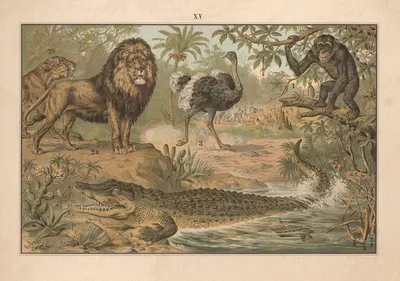 Chimpanzee, lion, ostrich, and crocodile by Albert Kull, 1911 — digital art print download