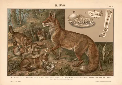 Fox family by Albert Kull, 1911 — digital art print download
