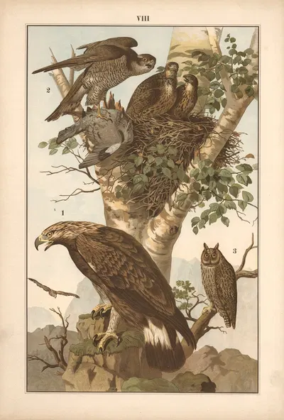 Golden eagle, hawk and eagle owl by Albert Kull, 1911 — digital art print download
