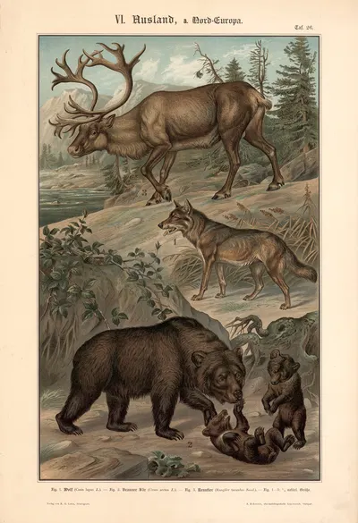 Wolf, Brown Bear, and Reindeer by Albert Kull, 1911 — digital art print download