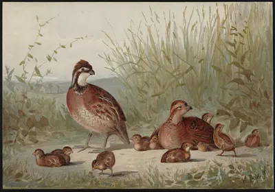 The American quail (Ortyx virginianus) by Alexander Pope Jr., 1878 — digital art print download