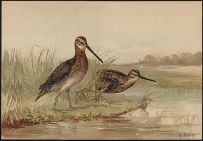 The American snipe (Gallinago wilsoni) by Alexander Pope Jr., 1878 — digital art print download