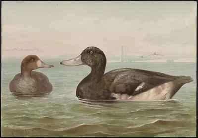 The blue-bill, or scaup duck (Fuligula marila) by Alexander Pope Jr., 1878 — digital art print download