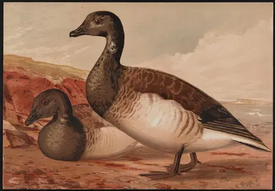 The brant (Branta bernicla) by Alexander Pope Jr., 1878 — digital art print download