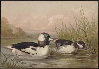 The buffle-headed duck (Bucephala alveola) by Alexander Pope Jr., 1878 — digital art print download