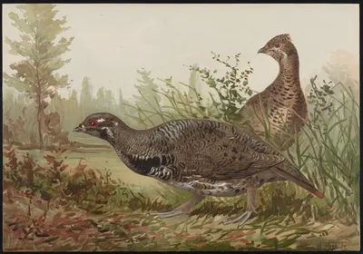 The Canada grouse (Tetrao canadensis) by Alexander Pope Jr., 1878 — digital art print download