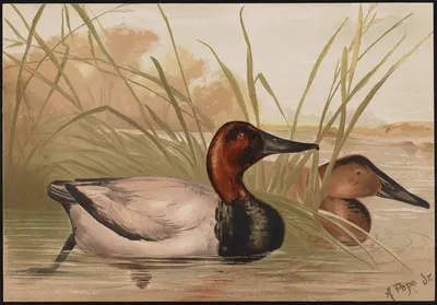 The canvas-back duck (Fuligula vallisneria) by Alexander Pope Jr., 1878 — digital art print download