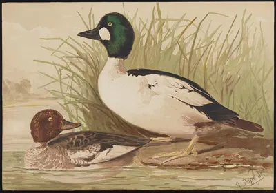 The golden-eye or whistler (Bucephala clangula) by Alexander Pope Jr., 1878 — digital art print download