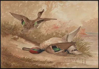 The green-winged teal (Querquedula carolinensis) by Alexander Pope Jr., 1878 — digital art print download