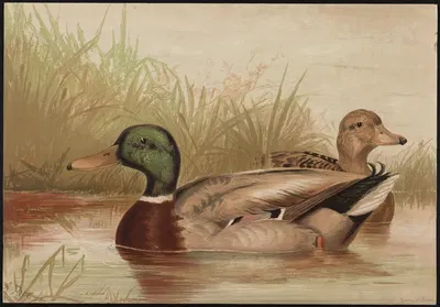 The mallard duck (Anas boschas) by Alexander Pope Jr., 1878 — digital art print download