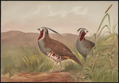 The mountain quail (Oreortyx pictus) by Alexander Pope Jr., 1878 — digital art print download