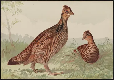 The pinneated grouse (Cupidonia cupido) by Alexander Pope Jr., 1878 — digital art print download