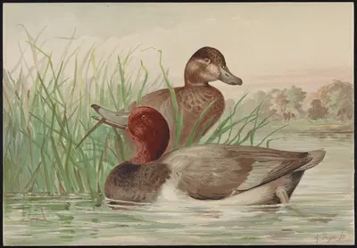 The red-head Fuligula (ferina var. Americana) by Alexander Pope Jr., 1878 — digital art print download